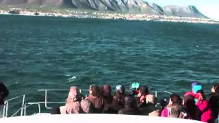 Hermanus Whale Watching July 10 2014 [upl. by Eibreh]