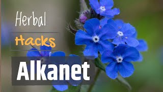 Alkanet  Remedy for Sores and Natural Dye [upl. by Kalle]