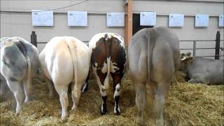 les bovins  la ferme en fête dalençon 2014 [upl. by Thomasa]