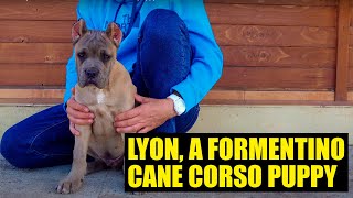 Meet Lyon a FORMENTINO CANE CORSO puppy [upl. by Cristiona]