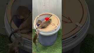 Rat catching machine gadgets viralshorts [upl. by Kcoj647]