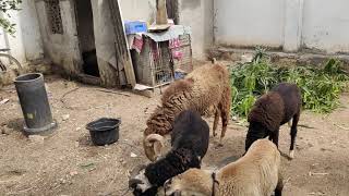 Telangana sheep in Hyderabad  rampuri baby sheep vilayati menda [upl. by Sedlik913]