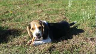 Beagle Puppy Temperment Video A Dogs Mini Beagle [upl. by Moritz]