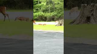 Triplet fawns all hanging out together whitetaildeer deer shorts nature triplets poconos [upl. by Pennington]