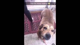 Flashback to dog doing the cheese challenge our daughter tried the cheese challenge with meadow 😂 [upl. by Tellford472]