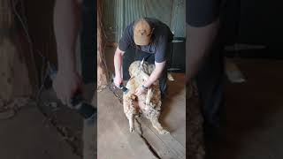 The Shearers Post How to Crutch or Dag your own Sheep using an Electric Clipper Handpiece Shearing [upl. by Cohligan]