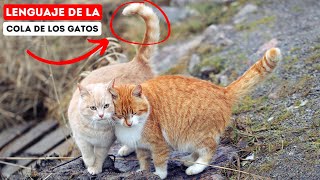 Entender el Significado de la COLA de los GATOS [upl. by Eciram826]