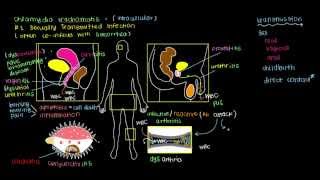 What is Chlamydia [upl. by Ehctav941]