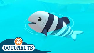 Octonauts  🐟 The Hungry Pilot Fish 🦈  Season 1  Full Episodes  Cartoons for Kids [upl. by Branham]