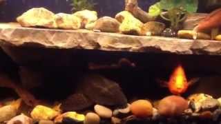 100 gallon cichlid tank [upl. by Oicul]