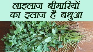 Bathua बड़ी बड़ी बीमारियों का इलाज है बथुआ  Chenopodium album Health Benefits  Boldsky [upl. by Narine248]