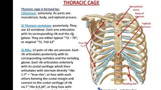 Bones and Muscles of the Thoracic Wall  Dr Ahmed Farid [upl. by Nossyla714]