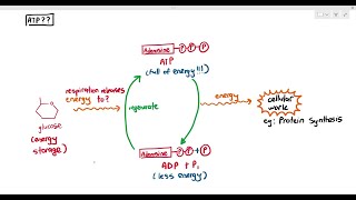 122 What is ATP Cambridge AS A Level Biology 9700 [upl. by Aala]