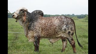 Características del Ganado GYR Macho y Hembra  TvAgro por Juan Gonzalo Angel [upl. by Glynnis]