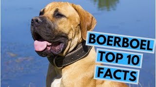 Boerboel  TOP 10 Interesting Facts [upl. by Jenine54]