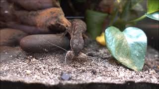 Tropical Girdled Lizard vs Banded Cricket [upl. by Luahs]