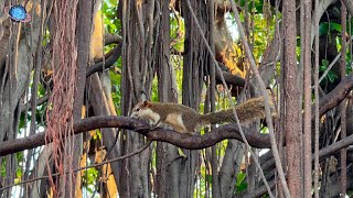 🇹🇭 THAILEX VDO Khon Kaen City Squirrels [upl. by Ahsenod]