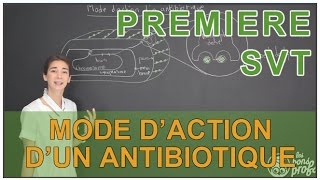 Mode daction dun antibiotique  SVT  1ère  Les Bons Profs [upl. by Beau]