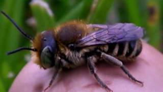 Resin Bee on Mushroom Gunbarrel Colorado [upl. by Einobe]