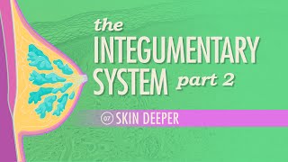 The Integumentary System Part 2  Skin Deeper Crash Course Anatomy amp Physiology 7 [upl. by Nalym]