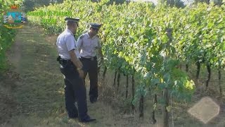 Brunello di Montalcino contraffatto sequestrati nel senese 165mila litri di DOCG falso [upl. by Gyasi]