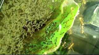 My Current Asian Weaver Ant Colony Inside An Oecophylla smaragdina Nest [upl. by Jesus]