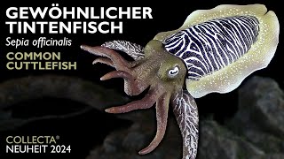 Collecta ® Gewöhnlicher Tintenfisch  Sepia officinalis  Common Cuttlefish  2024 Review [upl. by Artamas798]