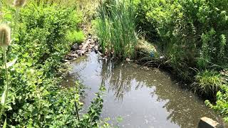 Maryland Storm Water  Urban Nitrogen Fertilizer amp Trash  Karst Stream Spring Head  Chesapeake Bay [upl. by Denison977]