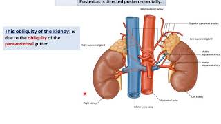 Anatomy of the Kidneys  Dr Ahmed Farid [upl. by Yentihw]