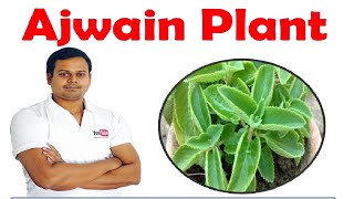 ajwain plant or trachyspermum ammi [upl. by Nwahsal]