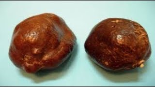 الطب البديل في ثمرة الدوم Hyphaene thebaica [upl. by Nyltyak205]