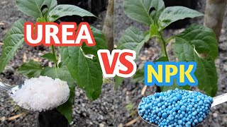 PUPUK UREA VS PUPUK NPK UNTUK TANAMAN CABAIMANA YG TERBAIK [upl. by Willey635]