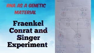 RNA as a genetic materialFraenkel Conrat and Singers experiment microbiology molecularbiology [upl. by Amrita]