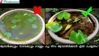 How to Prevent Algal Growth in Waterlily  Lotus Pond ll with English Subtitles [upl. by Fillander]