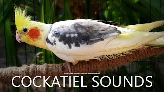 Cockatiel Singing Cockatiel Call Sounds  Male Cockatiel Dono [upl. by Anelram416]