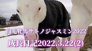 白毛牝馬 サトノジャスミン 親子の『成長日記』20223222 [upl. by Aicelaf570]