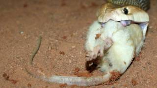 Taipan Feeding Australian Coastal Taipan [upl. by Oetsira944]