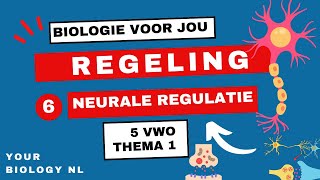 5 vwo  Regeling  6  Neurale regulatie [upl. by Mischa]