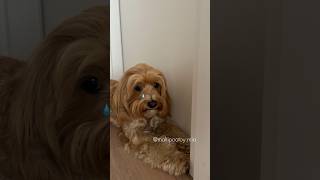 maltipoo maltipooshorts dogsofyoutube [upl. by O'Reilly]