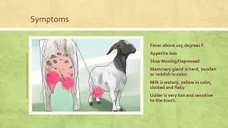 Mastitis in Goats [upl. by Laitselec387]