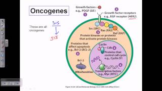 Types of oncogene [upl. by Yrailih]