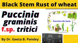 Black stem rust of wheat  History symptoms disease cycle and epidemiology [upl. by Ajan]