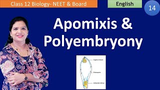 Apomixis and Polyembryony NCERT Class 12  English [upl. by Kcirederf]