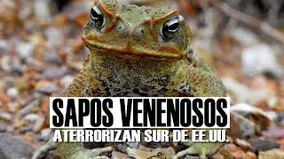 SAPOS VENENOSOS ATERRORIZAN EL SUR DE ESTADOS UNIDOS [upl. by Enileda]