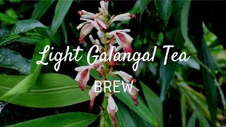 Light Galangal Tea  Brew [upl. by Georgine]