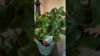 plants my philodendron selloum [upl. by Conlan908]