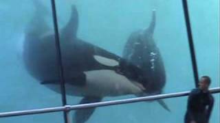 Orques du marineland [upl. by Natty]