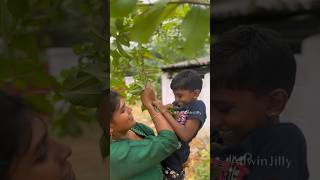 கூஜா கொய்யா பழம்🍈 Pear Guava Fruit allwinjilly suvaiyosuvai kids story villagelife nature [upl. by Anyrb]