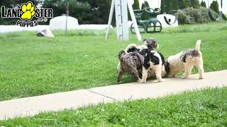 Sweet Mini Bernedoodle Puppies [upl. by Billie762]