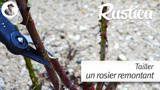 Comment tailler le rosier remontant en fin dhiver [upl. by Mairam314]